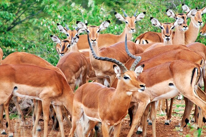 5 Best 2 Day Tours In Maasai Mara National Reserve