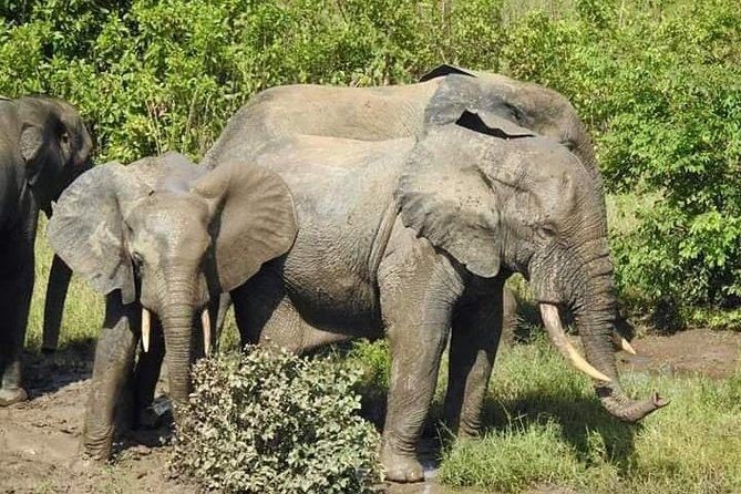 2 Days (1 Night) Elephants Safari at Mole Park With Round - Trip Flights - Good To Know