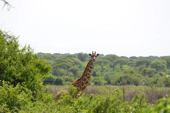 2 Days 1 Night Mikumi National Park From Dar Es Salaam - Good To Know