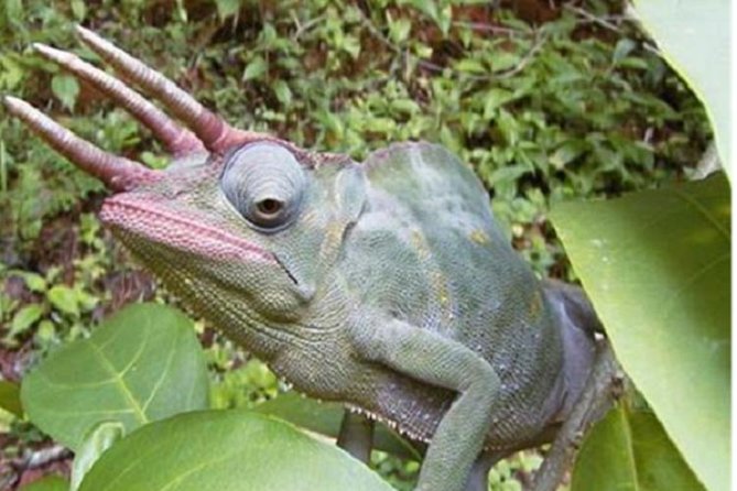 2 Days 1 Night Nilo Nature Reserve (The Best of Nature Lovers & Chamilion) - Good To Know