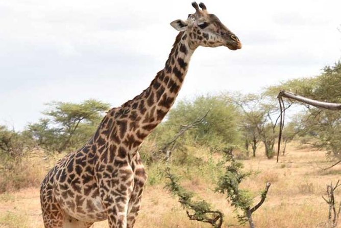 2 Days Africa Safari - Location and Inclusions