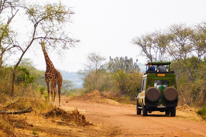 2 Days Akagera National Park Wildlife Safari - Good To Know