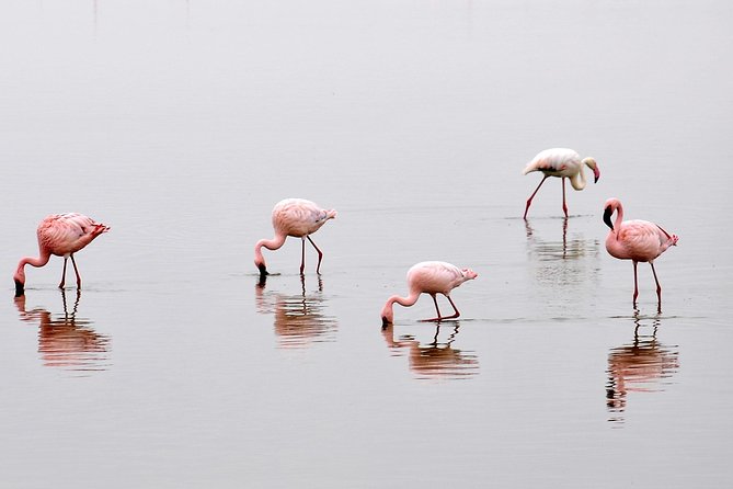 2 Days Amboseli Getaway Trip - Good To Know