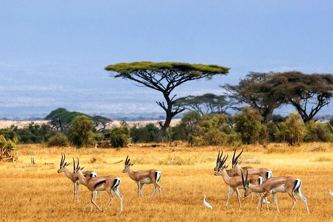 2 Days Amboseli National Park Safari Escape With Kentau - Good To Know