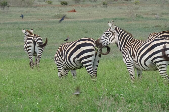 2 Days and 1 Night Private Tour in Tsavo East Safari - Good To Know