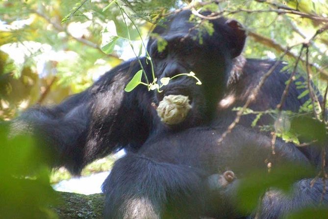 2-days Chimpanzee Tracking and Canopy Walk Nyungwe - Good To Know