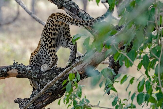 2 Days Fly In Selous Classic Safari Tour Ultimate Game Drives - Good To Know