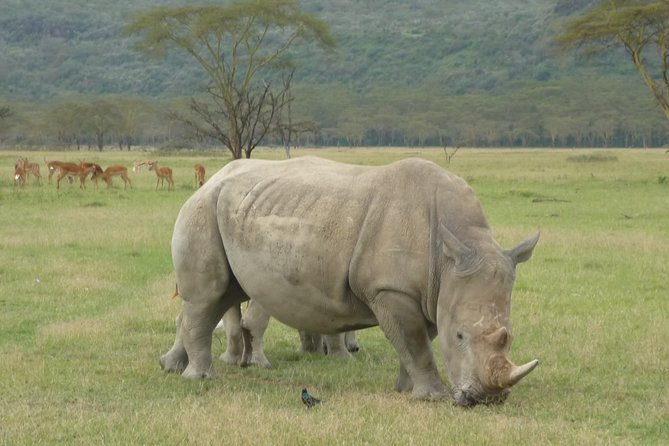 2 Days Lake Nakuru N/P - Good To Know