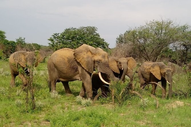 2 Days Safari in Maputo National Park - Good To Know