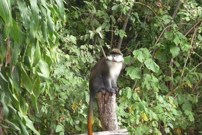 2 Days Safaris to Mount Kenya Fairmont Safari Club - Good To Know