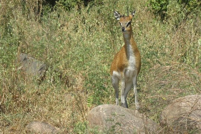 2 Best 2 Day Tours In Selous Game Reserve