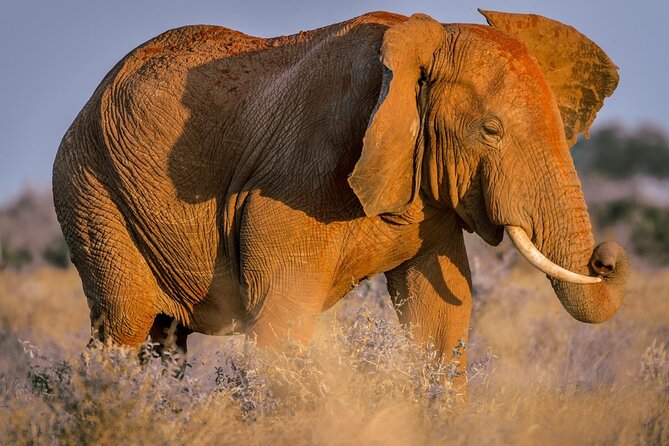 2 Days Tsavo East and Ngutuni Sanctuary Starting From Mombasa. - Good To Know