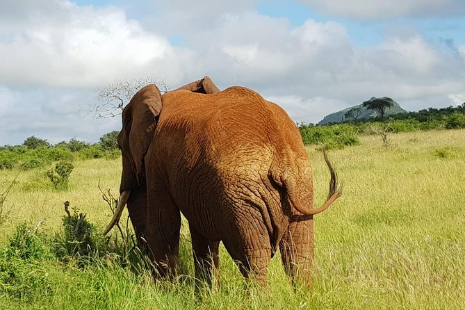 2 Days Tsavo East and Saltlick - Good To Know