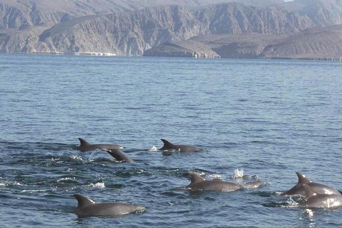 2 Hour Dolphin Watching Experience in Muscat - Good To Know