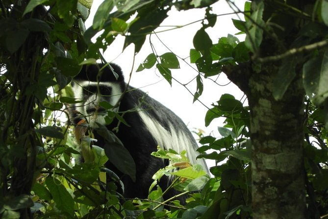 08 Days Classic Uganda Primate Tour - Itinerary Highlights