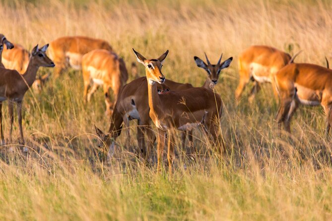 1 Day Akagera National Park Safari - Wildlife Encounters