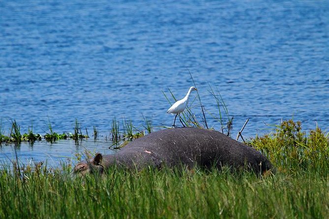 1 Day Akagera Wildlife Safaris and Boat Tour (2 Pax Min) - Inclusions