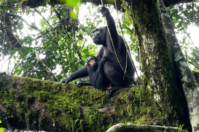 1 Day Kibale National Park - Inclusions