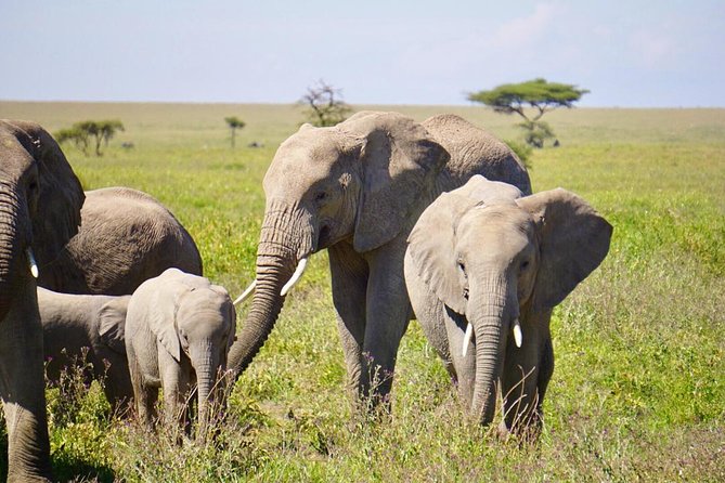 1 Day Safaris To Tarangire National Park