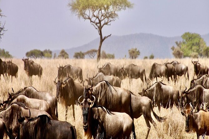 1-Day Serengeti Safari From Mwanza 2024/2025: the Best Day Trip - Departure and Pickup Details