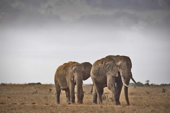 1-Day Tsavo East Safari From Mombasa