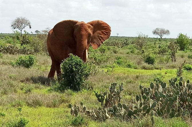 1 Day Tsavo East Safari ( Minimum 2 Pax) - Meeting and Pickup