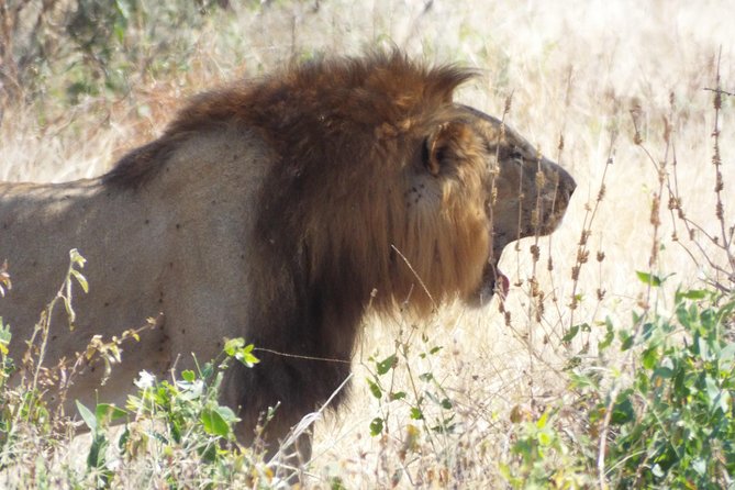 1 Night / 2 Days at Mikumi National Park - Pickup Instructions