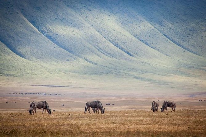 10-Day Kenya & Tanzania 4WD Safari Adventure - Meals and Cultural Experiences