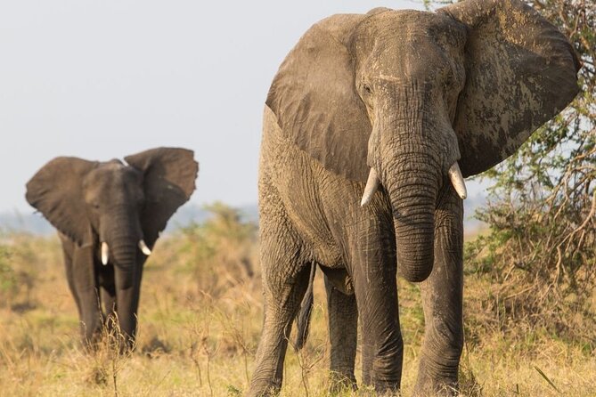 10 Day Private Cultural Experience in Tanzania - Cultural Immersion Activities