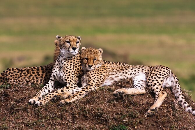 10-Days Mountain Gorillas, Chimps & Uganda Wildlife Safari - Cultural Experiences