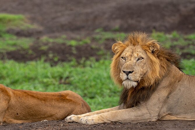 10 Days Private Uganda Safari With Pick-Up - Wildlife Encounters