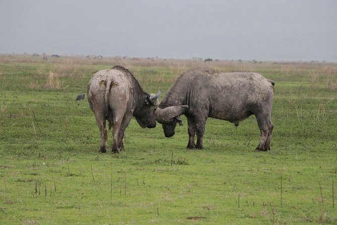 10 Days Serengeti Wildlife Safari and Tanzania Cultural Tour - Booking and Pricing Details