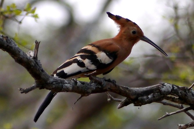 10 Days Tanzania Luxury Safari - Wildlife Encounters