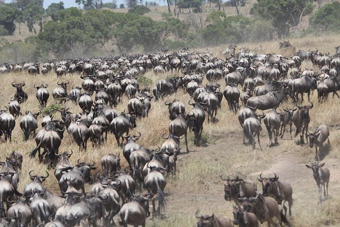 10 Days Wildebeest Migration Safari