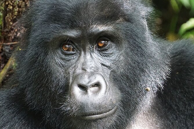 11-Day Uganda Gorillas, Chimpanzees and Big Game Safari