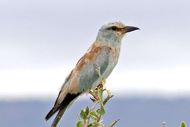 11 Days Kenya Birding Safari Adventure Holiday - Accommodation Details