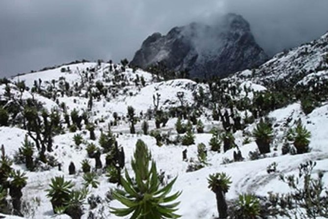12 Day Rwenzori Trek With Safari - Safari Experience in Uganda