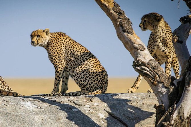 12 Days Amazing Tanzania Wildlife and Cultural Experience