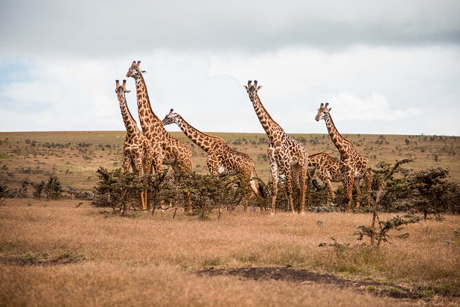 12 Days Best Of Kenya and Tanzania Safari - Luxury - Maasai Mara Sunset Game Drive