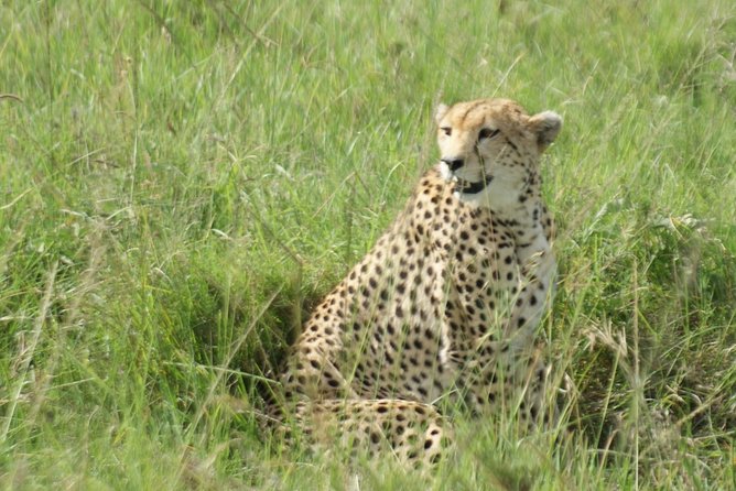 12 Days Samburu Ol-Pejeta Lake Nakuru Masai Mara Lake Naivasha Amboseli Safari - Wildlife Encounters at Ol Pejeta