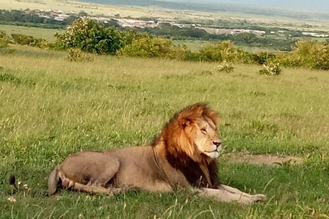 12 Days Wildebeest Migration Masai Mara Nakuru Uganda Gorilla Trekking Safari - Inclusions and Exclusions
