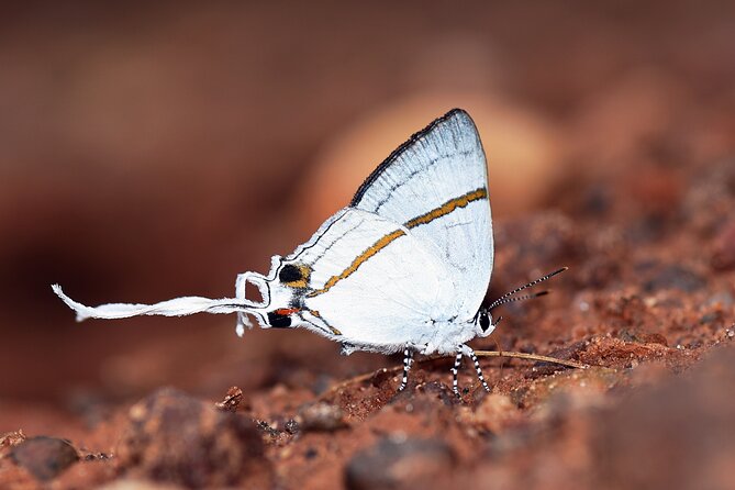 14 Day Ghana Butterfly Tour