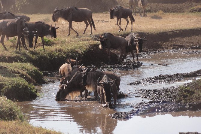 14 Days Kenya,Tanzania and Zanzibar Beach Holidays - Wildlife Encounters