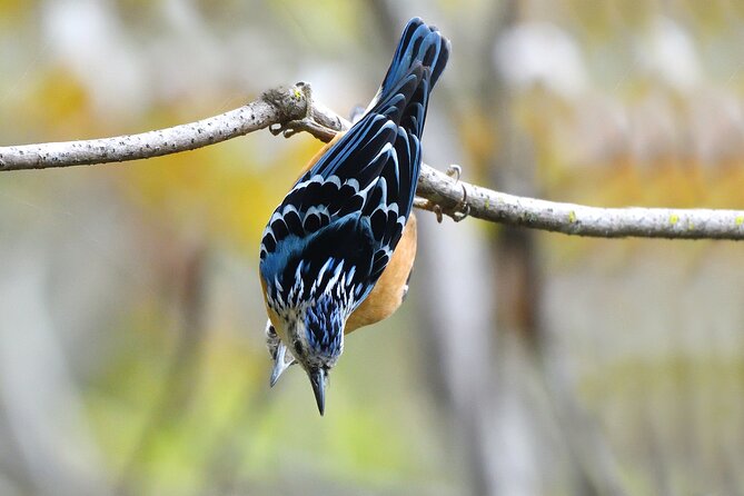 15-Day Bird Watching and Cultural Tour in Bhutan - Cultural Experiences