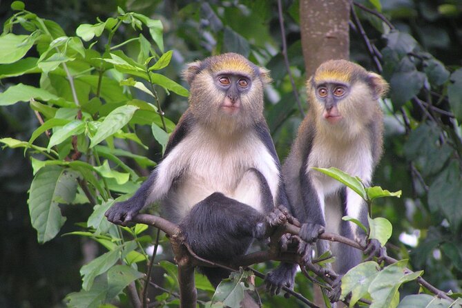 15-Day Ghana Wildlife Private Tour - Itinerary Highlights