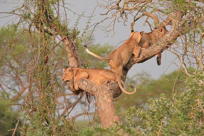 15-Days Around Uganda Safari