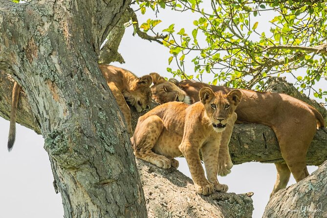 16-Day Photo Tour to Uganda and Tanzania - Pickup Information