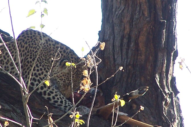 17 Days Buffalo Track Botswana Private Tour - Tour Details