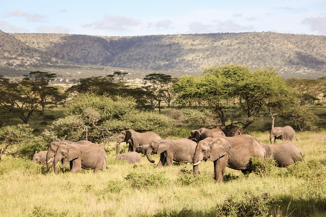 1_Day – NGORONGORO CRATER Tanzania Safari National PARK
