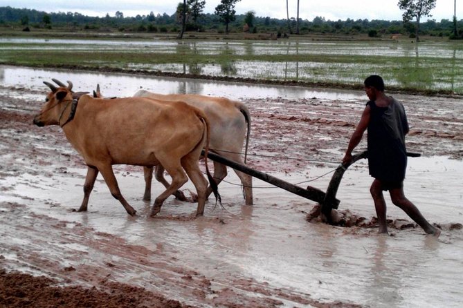 1day Private Tour, Angkor Sunrise,All Main Temples, Banteay Srei - Customer Reviews
